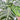 Coffee Plant