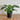 Coffee Plant