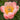 Peony - Coral Charm