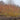 Dogwood - Arctic Fire Yellow