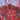 Dogwood - Cardinal Red Osier