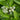 Dogwood - Firedance