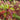 Dogwood - Firedance