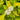 Dogwood - Neon Burst