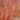 Dogwood - Red Twig
