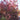 Smokebush - Grace