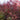 Smokebush - Grace