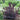 Smokebush - Winecraft Black