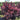 Smokebush - Winecraft Black