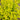 Smokebush - Golden Spirit