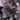 Smokebush - Royal Purple