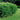 Cotoneaster - Hedge