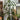 Dracaena - Art