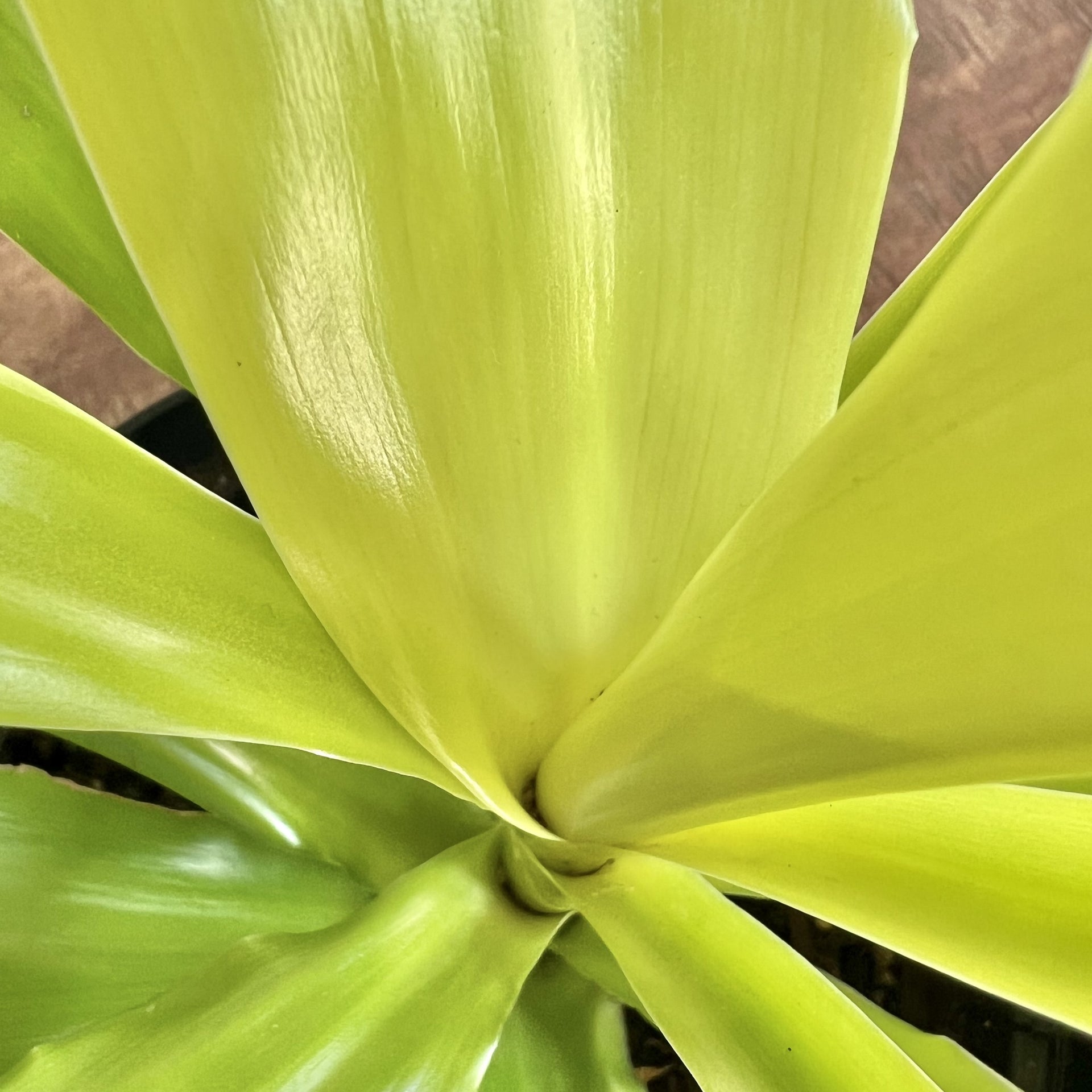 dracaena janet craig limelight Dracaena
