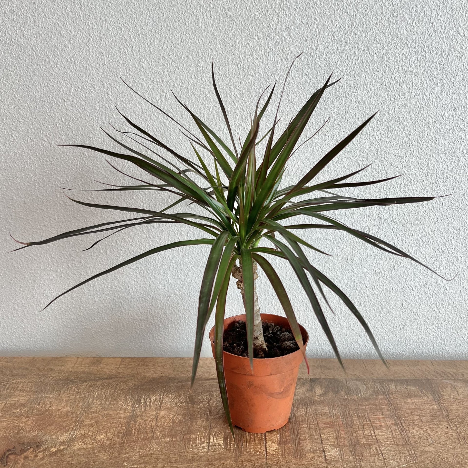 cutting back dracaena Dracaena - Marginata Cut Back