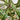 Dracaena - Marginata Tri-Color