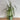 Dracaena - Marginata Tri-Color