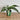 Dracaena - Warneckii Striped