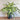 Dracaena - Warneckii Lemon Lime