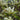 Magnolia - Elizabeth