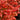 Burning Bush - Winged