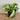 Hurricane Fern