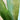 Fern - Staghorn