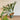 Fern - Staghorn