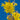 Forsythia - Spring Fling