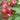 Apple - Frostbite