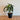 Alocasia - Polly