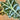 Alocasia - Polly
