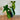 Philodendron - Florida Beauty (Low var.)