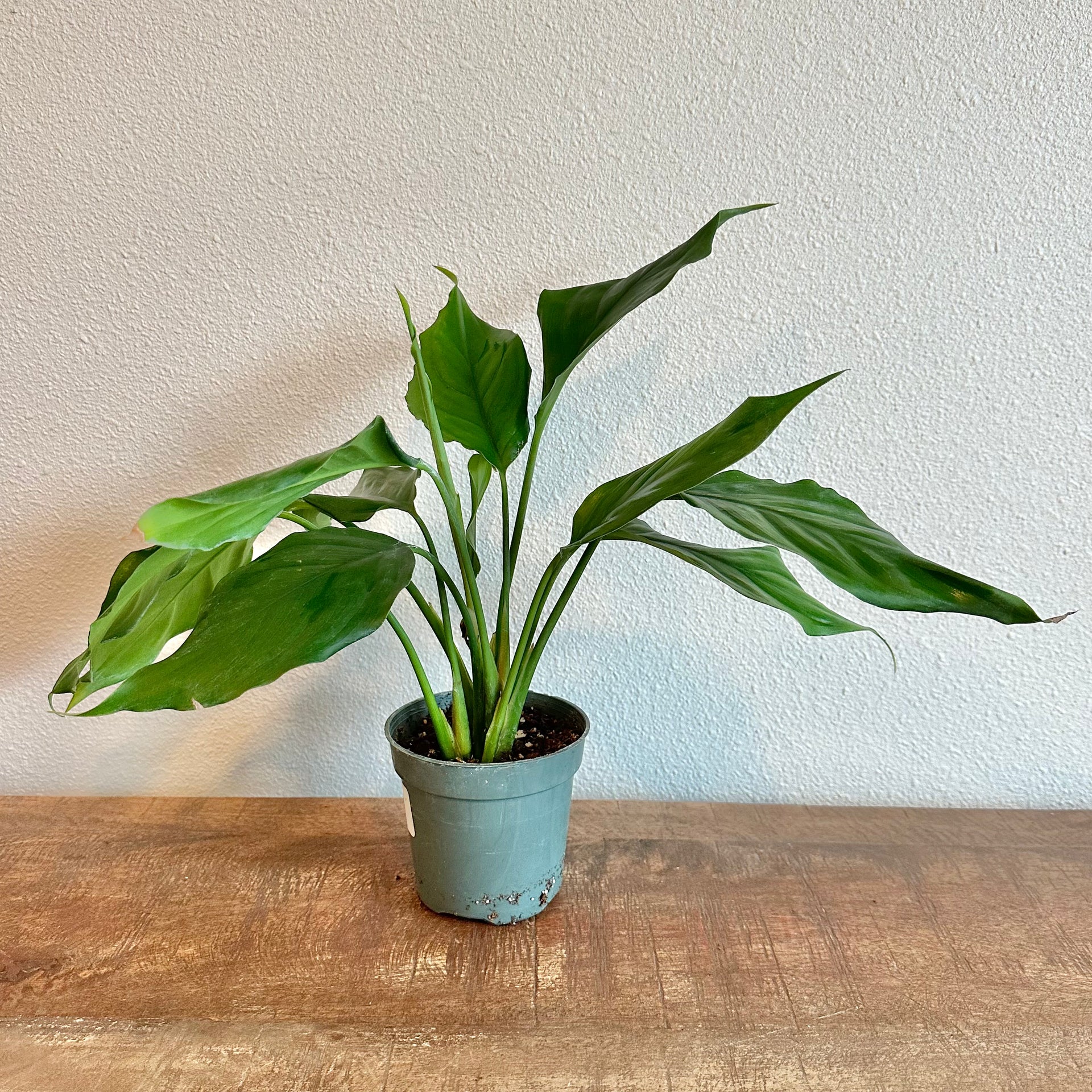 aglaonema modestum for sale Aglaonema - Modestum