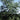 Honeylocust - Northern Acclaim