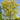 Honeylocust - Sunburst