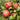 Apple - Haralson
