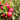 Apple - Haralson