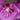 Hibiscus - Tahiti