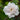 Hibiscus - French Cabaret