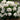 Hydrangea - DreamCloud