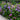Hydrangea - Bloomstruck Reblooming