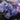 Hydrangea - Endless Summer The Original Reblooming