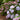 Hydrangea - The Original Reblooming