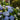 Hydrangea - The Original Reblooming