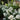 Hydrangea - White Diamonds Panicle