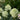 Hydrangea - Little Lime Panicle