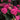 Hydrangea - Summer Crush Reblooming