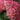 Hydrangea Tree - Vanilla Strawberry