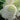 Hydrangea Tree - Limelight